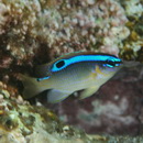 Chrysiptera brownriggii (Bennett, 1828)