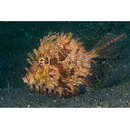 Chaetodermis penicilligera (Cuvier, 1816)