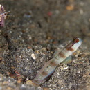 Amblyeleotris gymnocephala (Bleeker, 1853)