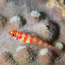 Trimma cana Winterbottom, 2004