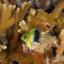 Neoglyphidodon thoracotaeniatus (Fowler et Bean, 1928)