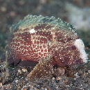 Paracentropogon longispinis (Cuvier, 1829)