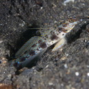 Vanderhorstia phaeostictus (Randall, Shao et Chen, 2007)