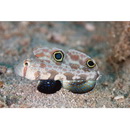 Signigobius biocellatus Hoese et Allen, 1977