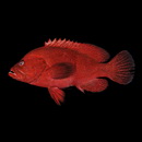 Cephalopholis sonnerati (Valenciennes, 1828)