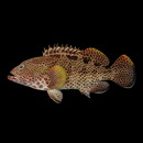 Epinephelus hexagonatus (Forster, 1801)