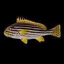 Plectorhinchus vittatus (Linnaeus, 1758)