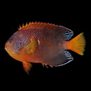 Centropyge interrupta (Tanaka, 1918)