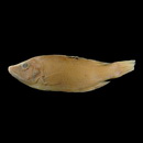 Bodianus oxycephalus (Bleeker, 1862)