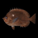 Hemitaurichthys thompsoni Fowler, 1923