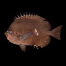 Hemitaurichthys thompsoni Fowler, 1923