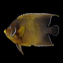 Pomacanthus semicirculatus (Cuvier, 1831)