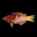 Bodianus axillaris (Bennett, 1832)