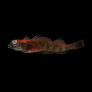 Enneapterygius fuscoventer Fricke, 1997