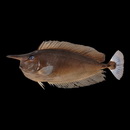 Naso brevirostris (Cuvier, 1829)