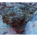 Scorpaenopsis macrochir Ogilby, 1910