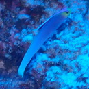 Nemateleotris helfrichi Randall et Allen, 1973