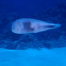 Iniistius celebicus (Bleeker, 1856)