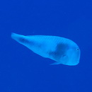 Iniistius celebicus (Bleeker, 1856)