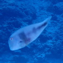 Iniistius celebicus (Bleeker, 1856)