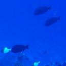 Hemitaurichthys thompsoni Fowler, 1923