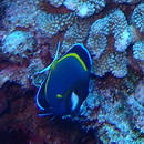 Acanthurus japonicus (Schmidt, 1931)