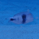 Iniistius celebicus (Bleeker, 1856)