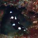 Bodianus axillaris (Bennett, 1832)