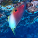 Bodianus axillaris (Bennett, 1832)