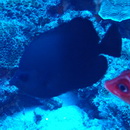 Hemitaurichthys thompsoni Fowler, 1923