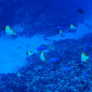 Hemitaurichthys polylepis (Bleeker, 1857)