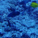 Parupeneus insularis Randall et Myers, 2002