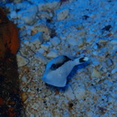 Sufflamen chrysopterum (Bloch et Schneider, 1801)