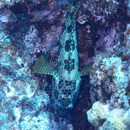 Epinephelus hexagonatus (Forster, 1801)