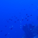 Hemitaurichthys thompsoni Fowler, 1923