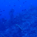 Hemitaurichthys polylepis (Bleeker, 1857)