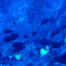 Hemitaurichthys thompsoni Fowler, 1923