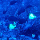 Hemitaurichthys polylepis (Bleeker, 1857)