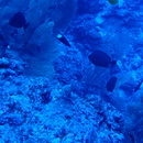 Hemitaurichthys thompsoni Fowler, 1923