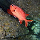 Myripristis greenfieldi Randall et Yamakawa, 1996