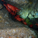 Myripristis greenfieldi Randall et Yamakawa, 1996