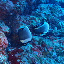 Chaetodon reticulatus Cuvier, 1831