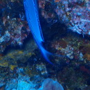 Genicanthus watanabei (Yasuda et Tominaga, 1970)