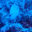 Genicanthus watanabei (Yasuda et Tominaga, 1970)