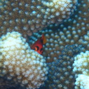 Neocirrhites armatus Castelnau, 1873