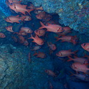 Myripristis amaena (Castelnau, 1873)