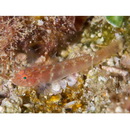 Sueviota sp. 2 of Suzuki and Shibukawa in Senou, ed. (2004)