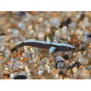 Gobiidae, indeterminate genus et species