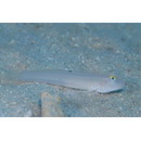 Valenciennea sexguttata (Valenciennes, 1837)