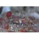 Enneapterygius velatus Tashiro, Senou et Motomura, 2018